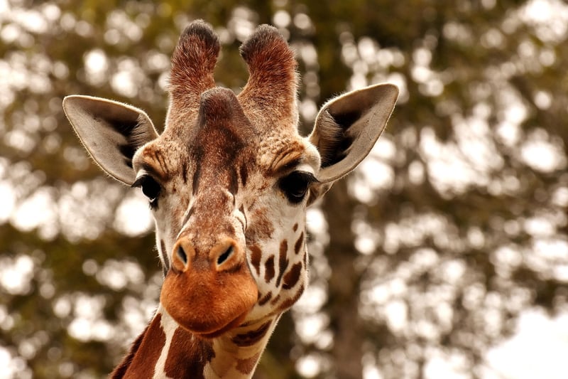 Wildlife Safari